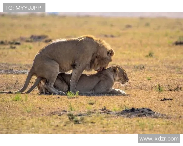 足球明星心目中的理想伴侣类型揭秘与情感倾向分析